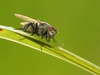 Mosca Mosca