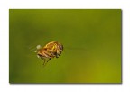 Eristalinus taeniops (Syrphidae)