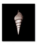 Shell Shell