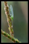 Crysopa Formosa Crysopa Formosa