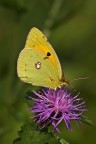 Colias crocea