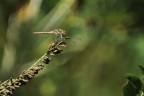 Leibellula Leibellula