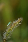 Cicadellina mattutina Cicadellina mattutina