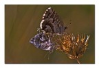Cacyreus marshalli f+m Cacyreus marshalli f+m