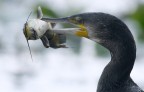 Renzo-Cormorano Renzo-Cormorano