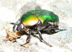 coccinella coccinella