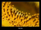 Pollen Valley