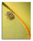 Little Jumping Spider