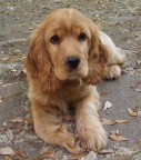 La cagnolina Magghie La cagnolina Magghie