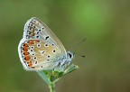 Un semplice licenide Un semplice licenide