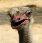 Olympus E500  Zuiko Digital 50-200mm f2,8-3,5
Iso 200    1/200sec     f10