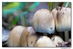 famigliola (funghi) famigliola (funghi)