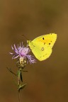 Colias crocea
