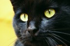 Nerone Nerone