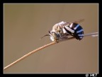l'apella addormentata l'apella addormentata