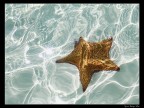 in fondo al mar...! in fondo al mar...!