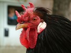 fiera degli animali lunedi di pasqua a san gregorio fuji s 602 zoom