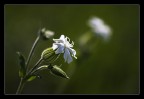 verde & bianco.. verde & bianco..