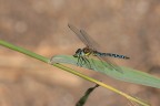 DragonFly DragonFly
