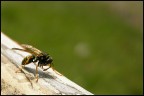 L'inchino L'inchino