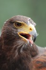 Il predatore Il predatore