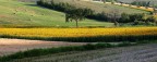 Campagna e girasoli