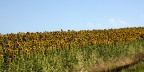 girasoli girasoli