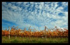 autunno autunno
