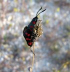 1/202 sec
f2.8
macro
canon powershot s70