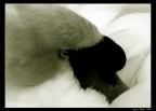 tenderness tenderness