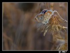 l'ultima luce del giorno l'ultima luce del giorno