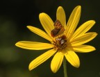 Vuoi mettere lo sballo, essere in 2 sul giallo? Vuoi mettere lo sballo, essere in 2 sul giallo?