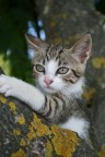Gatto di Roma Gatto di Roma