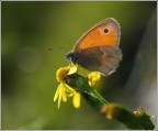 butterfly of light