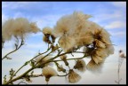 Soffio Soffio
