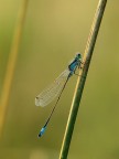 Damigellina Damigellina