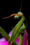 vanitosa vanitosa