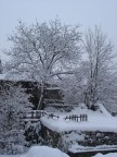 Novacella innevata Novacella innevata