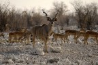 Namibia - Kudu Namibia - Kudu