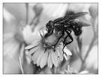 ::: LA MOSCA ::: ::: LA MOSCA :::