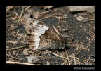 farfalla mimetica...etnensis! farfalla mimetica...etnensis!