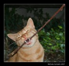 commenti e suggerimenti sempre molto graditi!