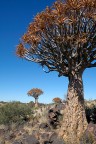 namibia trees namibia trees