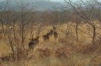 in fila nella savana in fila nella savana