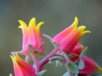 ancora fiori... ancora fiori...