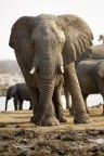 Namibia 239 Namibia 239