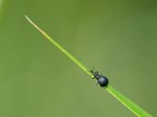Difficle scalata Difficle scalata