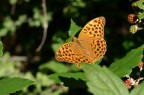Butterfly Butterfly