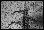 tornano, a migliaia tornano, la sera tornano, a migliaia tornano, la sera
