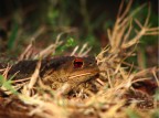 Bufo Bufo Bufo Bufo